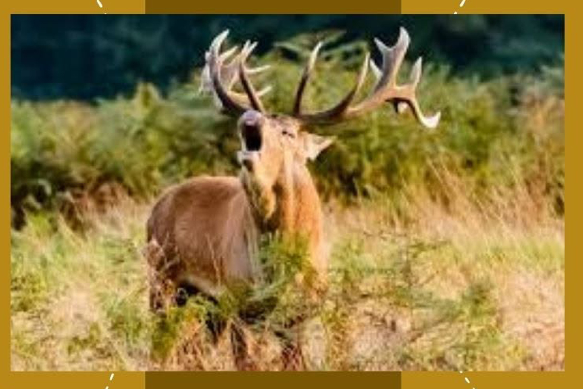 Sabato 12 settembre: bramito del cervo a Cascina di Spedaletto